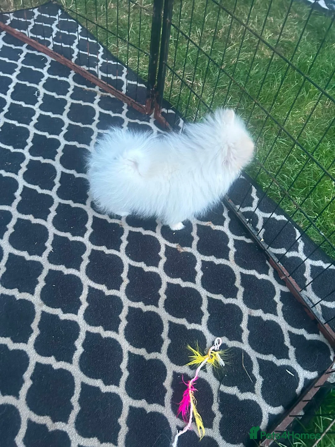 Pomeranian dogs for sale: Beautiful Pomeranian Girl Puppy in London - Advert 2