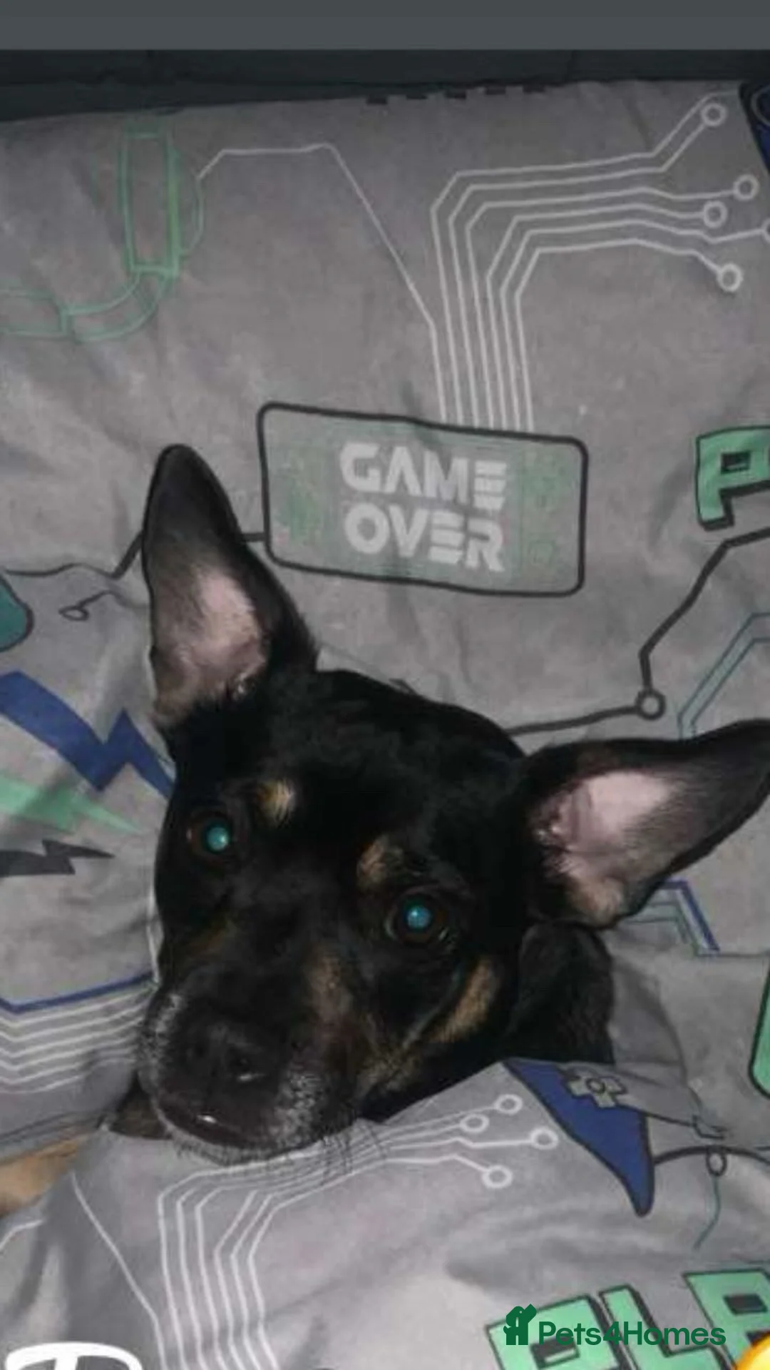 Mixed Breed dogs for sale: Jack Russell puppies looking for the forever home  in Halifax - Advert 2