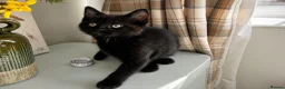 American Shorthair cats for sale: 2 Beautiful Mixed American Shorthair Kittens in Nottingham - Advert 6