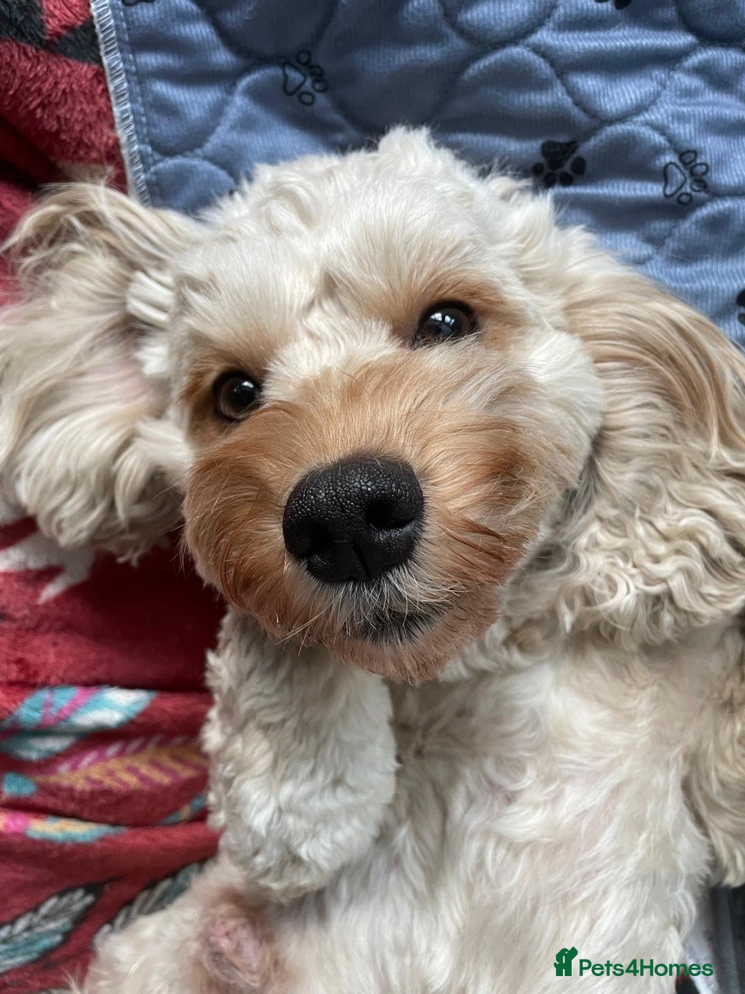 Cockapoo dogs for sale: Blue Roan F2 Female Cockapoo  - Advert 12