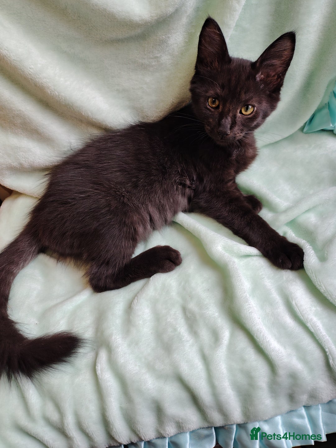 Mixed Breed cats for sale: Black mixed breed kittens - Image 1