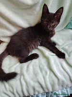 Mixed Breed cats - Advert 15