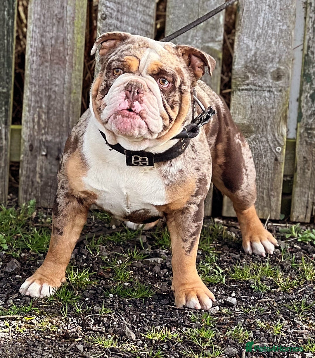 English Bulldog dogs  English bulldog health tested proven  in Newcastle upon Tyne - Advert 23
