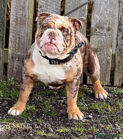 Full Grown English Bulldog French Merle Bulldog Full Grown Tweed