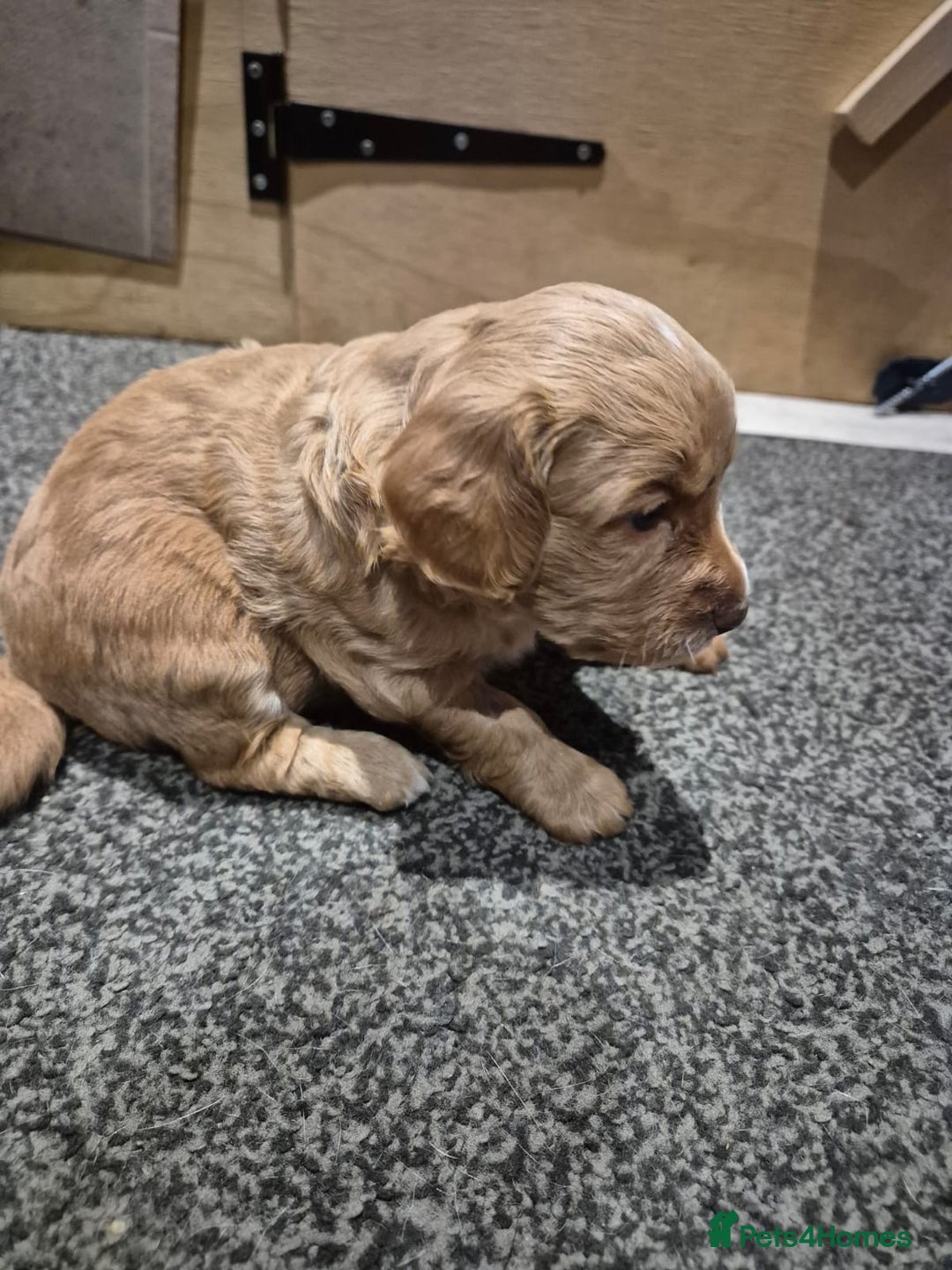 Cockapoo dogs for sale: 2 girls Miniature cockapoo puppies for sale - Advert 5