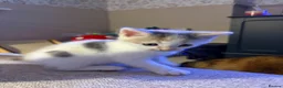 Domestic Shorthair cats for sale: 6 Short/Medium furred kittens  - Advert 8