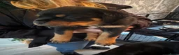 Rottweiler dogs for sale: KC Srb Rottweilers 19 champion winning bloodlines - Advert 25