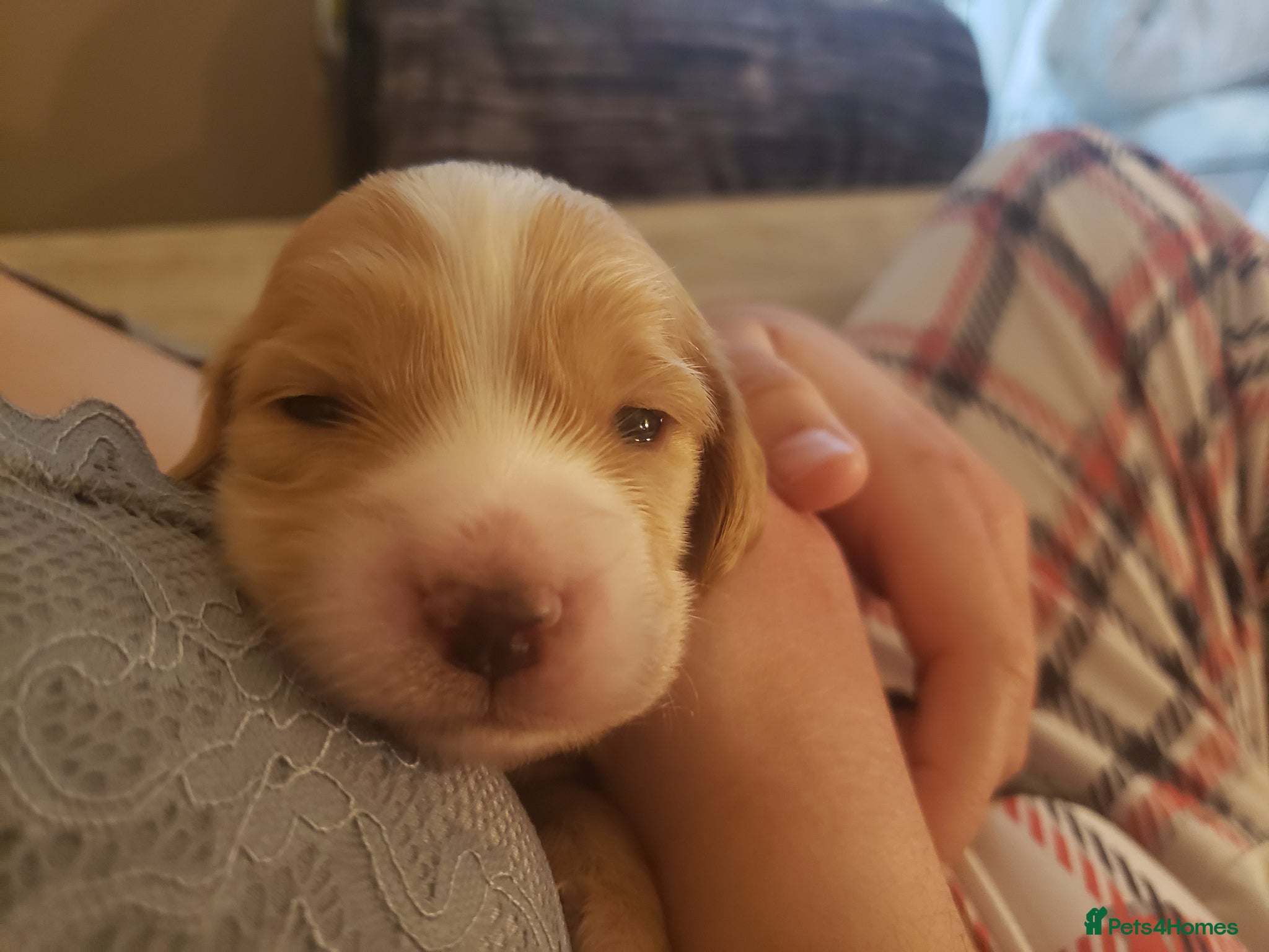 Cocker Spaniel dogs Beautiful Working Cocker Spaniel Puppies - Advert 2