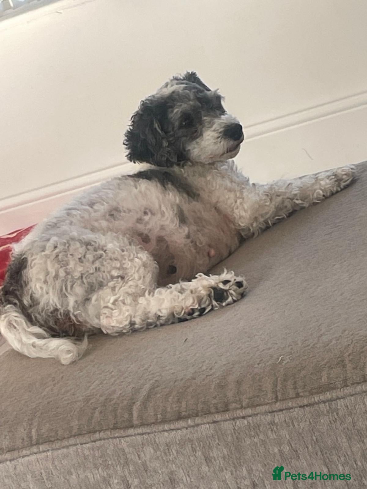 Cavapoochon dogs Cavapoochon puppies for sale - Advert 7