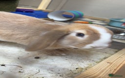 Mini Lop rabbits for sale: Mini lop  - Image 4