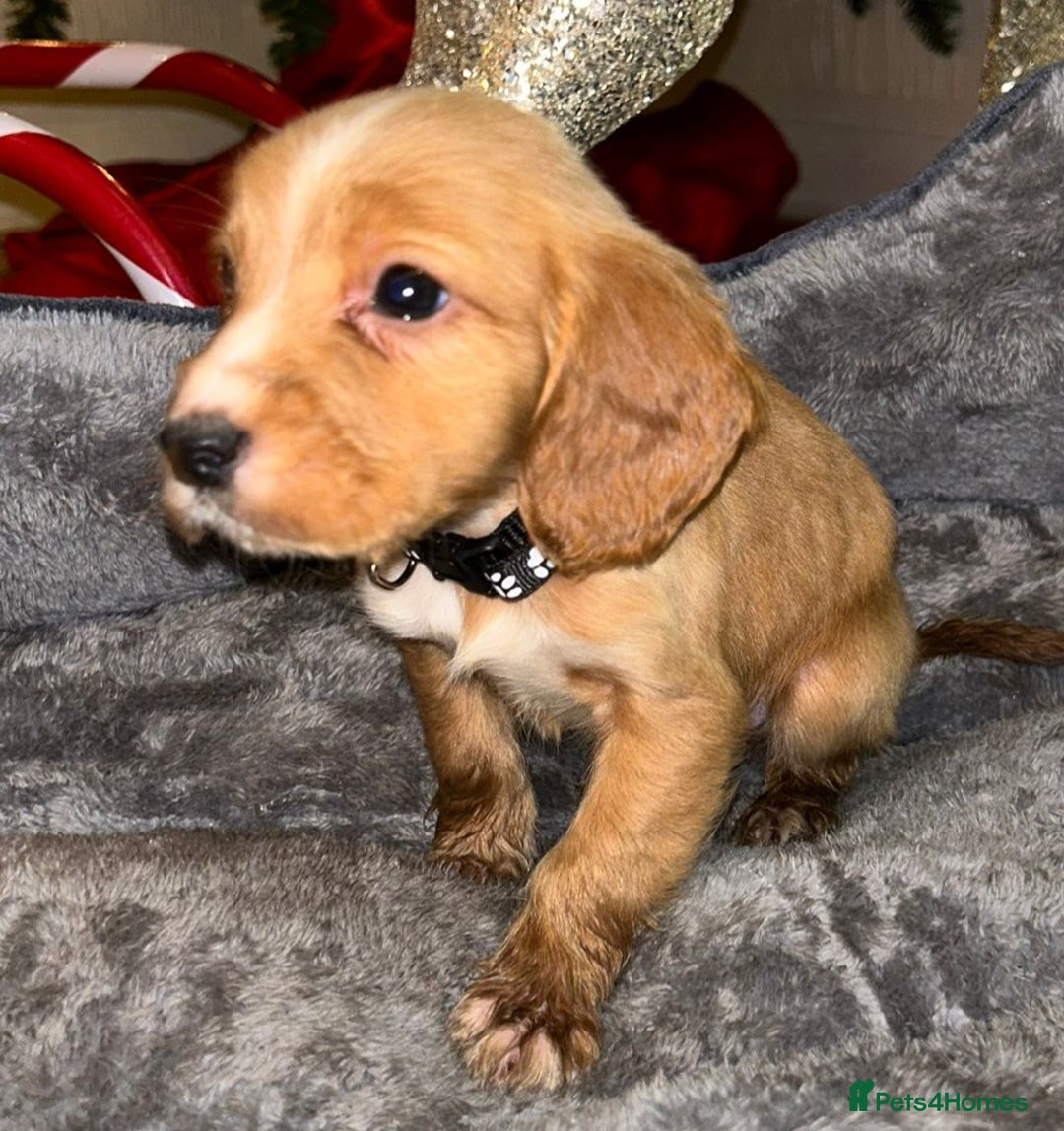 Cocker Spaniel dogs for sale: 6 beautiful cocker spaniel puppies  - Advert 7