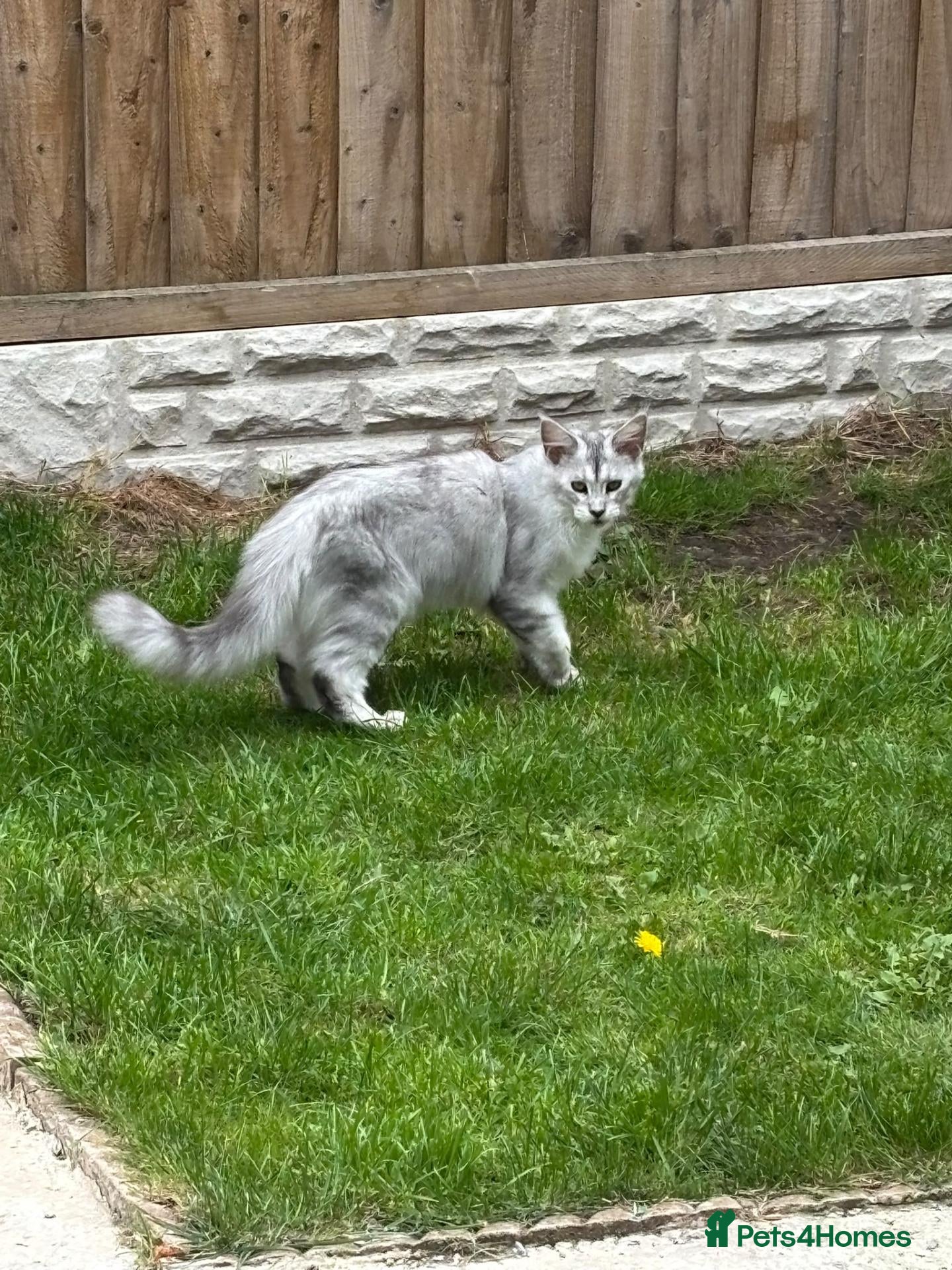 Maine Coon cats Can anybody find me someone to love ❤️  - Advert 15