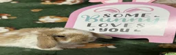 Mini Lop rabbits for sale: Beautiful Baby Mini Lops Ready now  - Advert 9
