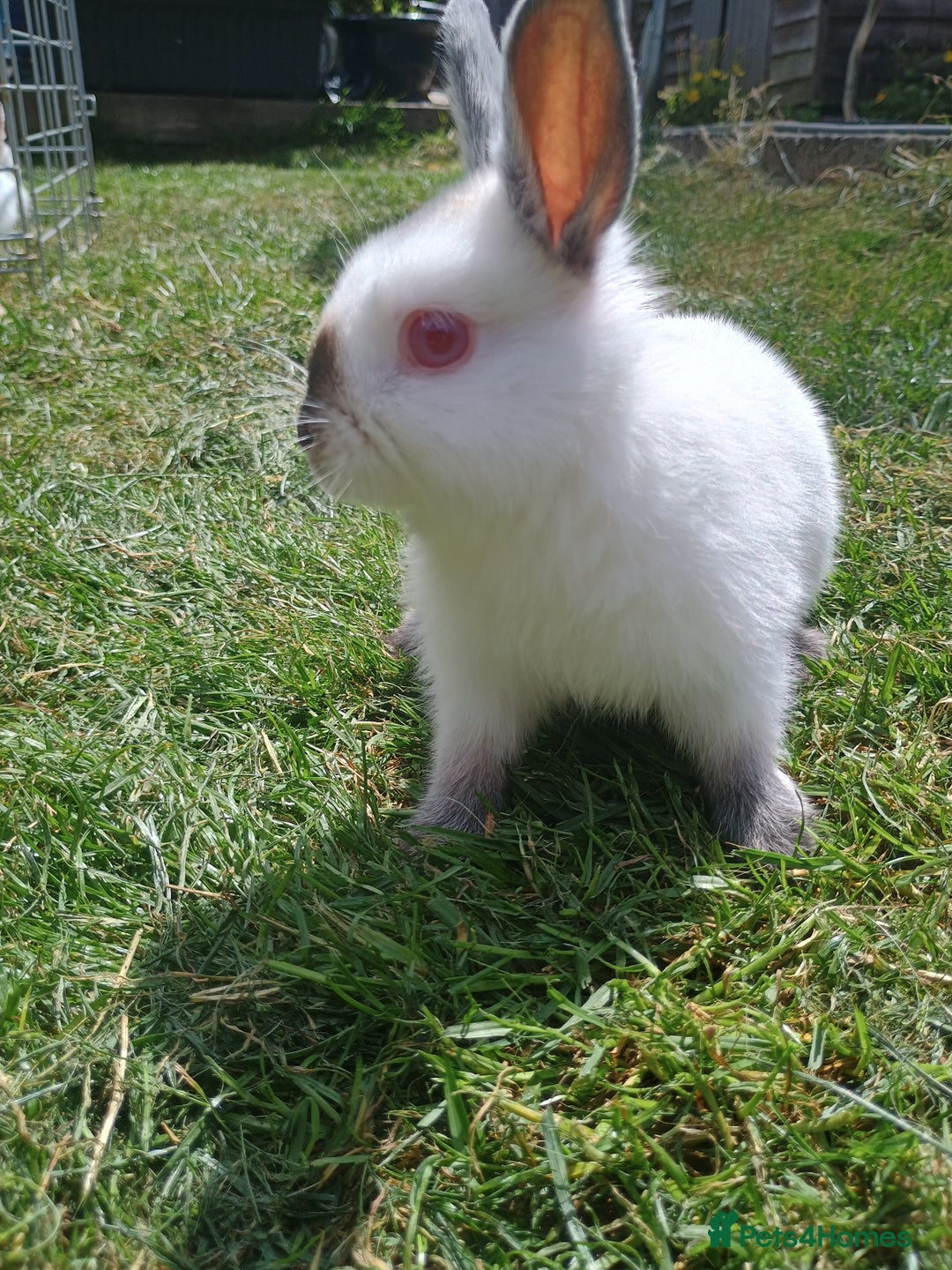 Netherland Dwarf rabbits for sale: Netherland dwarf buck 💙 in Loughborough - Image 5