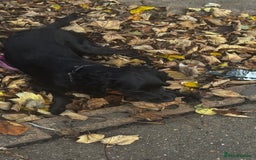 Cocker Spaniel dogs for sale: Cocker Spaniel Puppy – 8 Months Old, Lovely Girl - Image 3