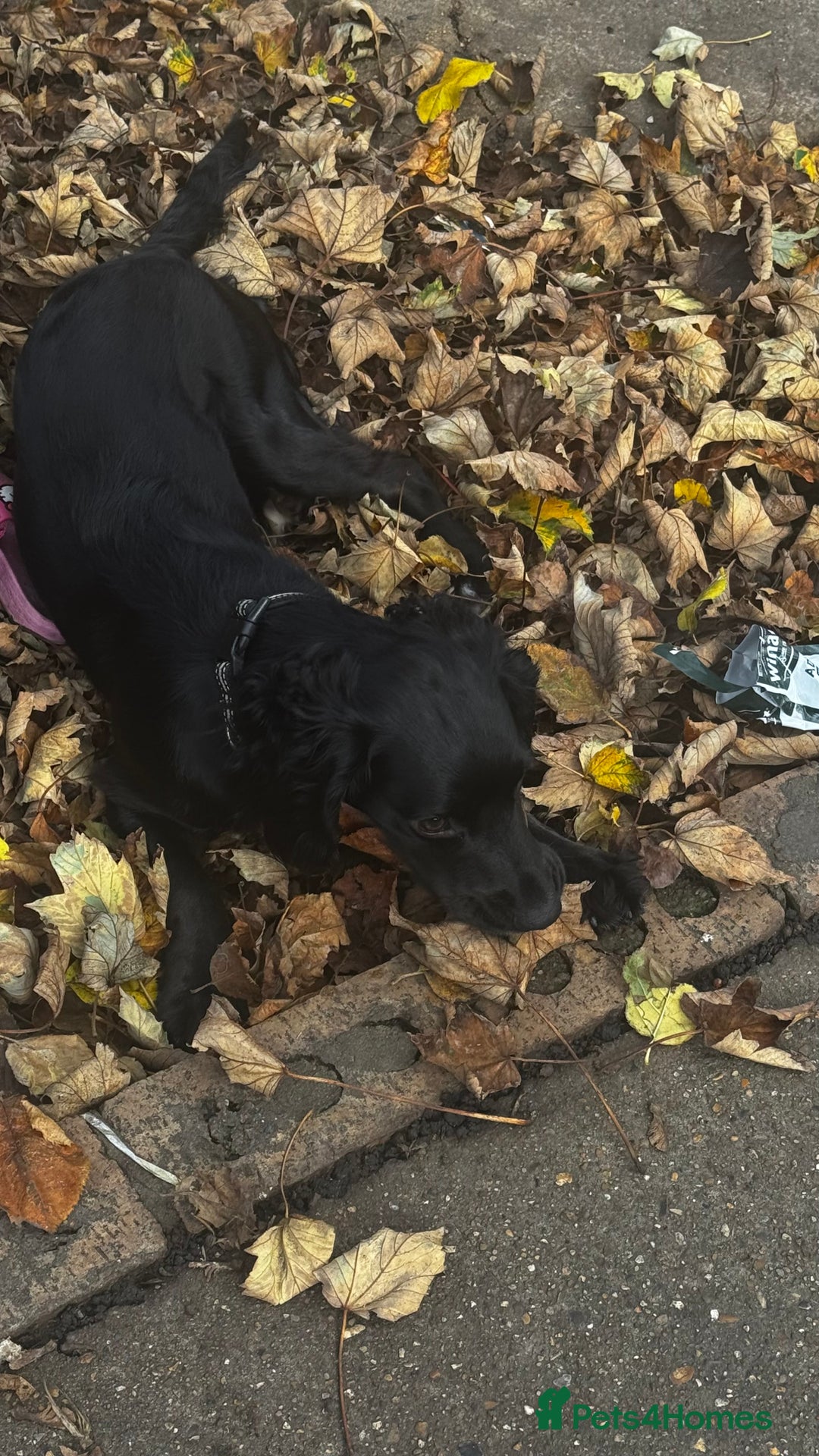 Cocker Spaniel dogs for sale: Cocker Spaniel Puppy – 8 Months Old, Lovely Girl - Image 3