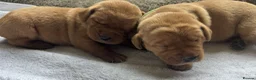 Labrador Retriever dogs for sale: KC Registered Fox Red Lab Puppies Raised Vet’s Hom - Advert 6