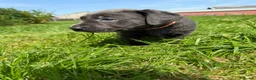 Labrador Retriever dogs for sale: RARE Stunning Silver & Charcoal Labrador Boy pups - Advert 1
