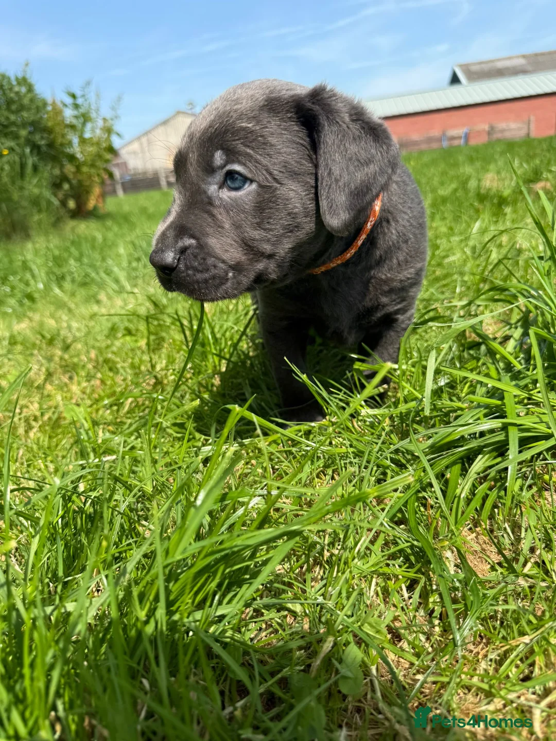 Labrador Retriever dogs for sale: RARE Stunning Silver & Charcoal Labrador Boy pups - Advert 1
