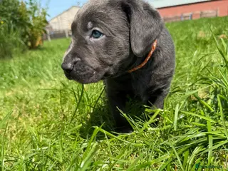 Labrador Retriever dogs RARE Stunning Silver & Charcoal Labrador Boy pups - Advert 14