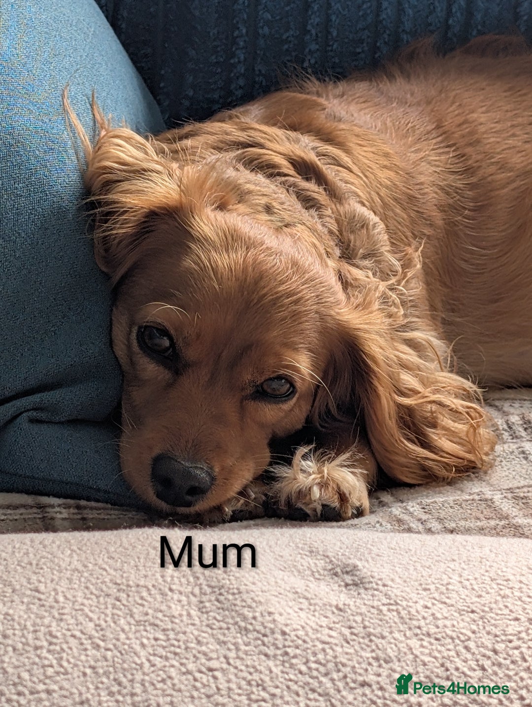 Cavapoo dogs for sale: F1B Deep Fox Red Puppies - Advert 7