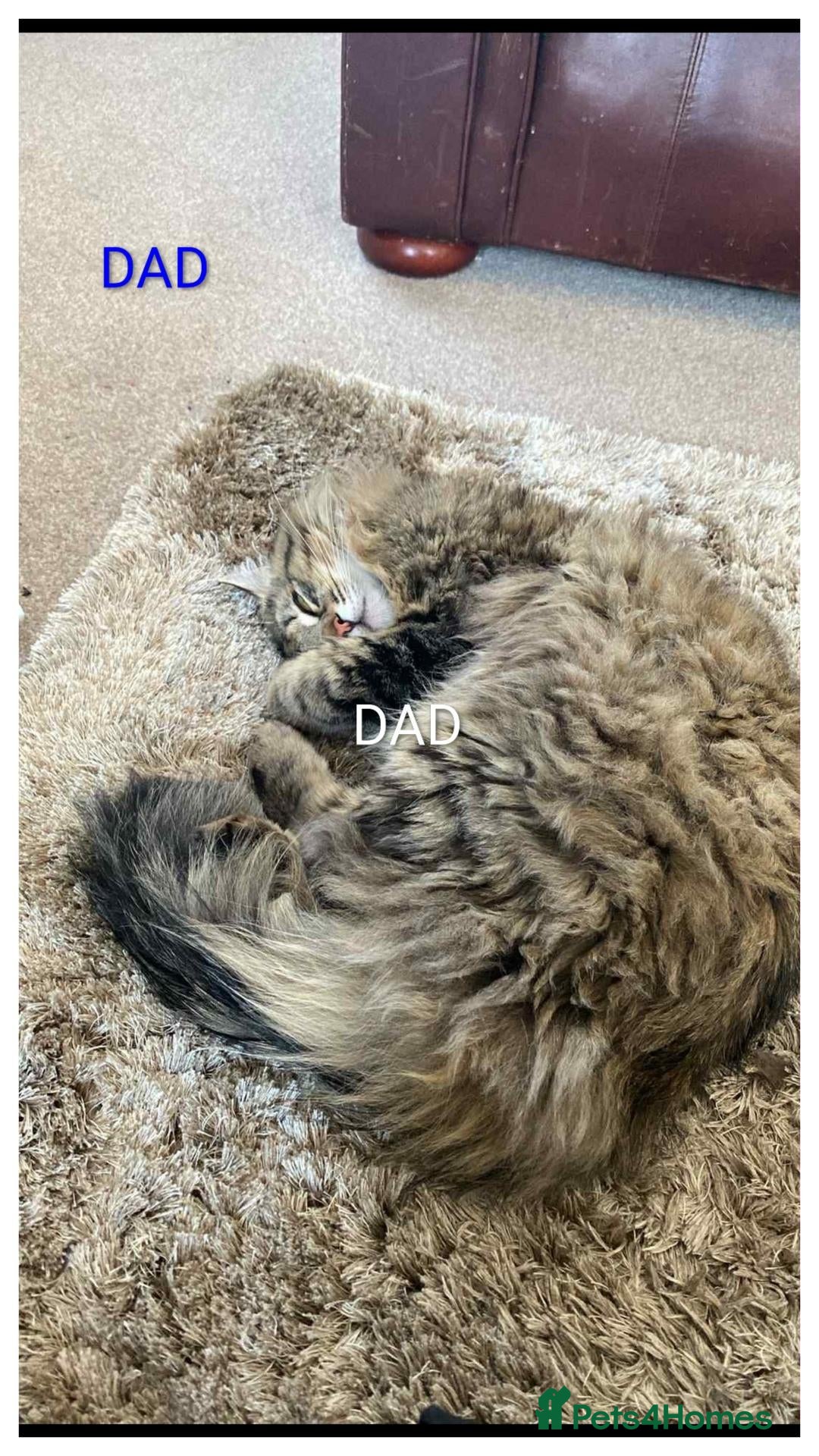 Maine Coon cats Main coon kittens  - Advert 2