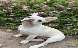 French Bulldog dogs for sale: Such a honest little lady - Image 16