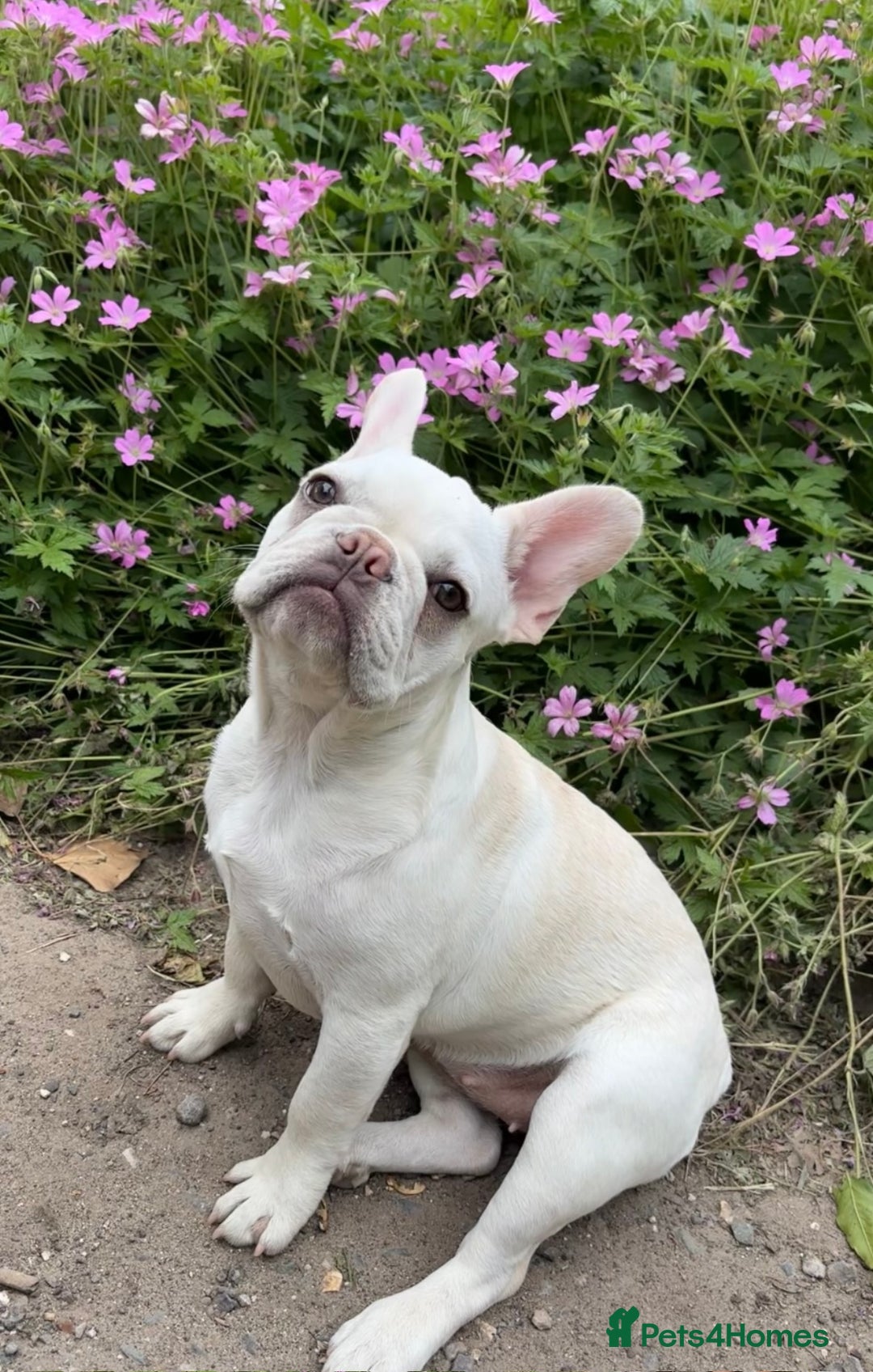 French Bulldog dogs for sale: Such a honest little lady - Image 16
