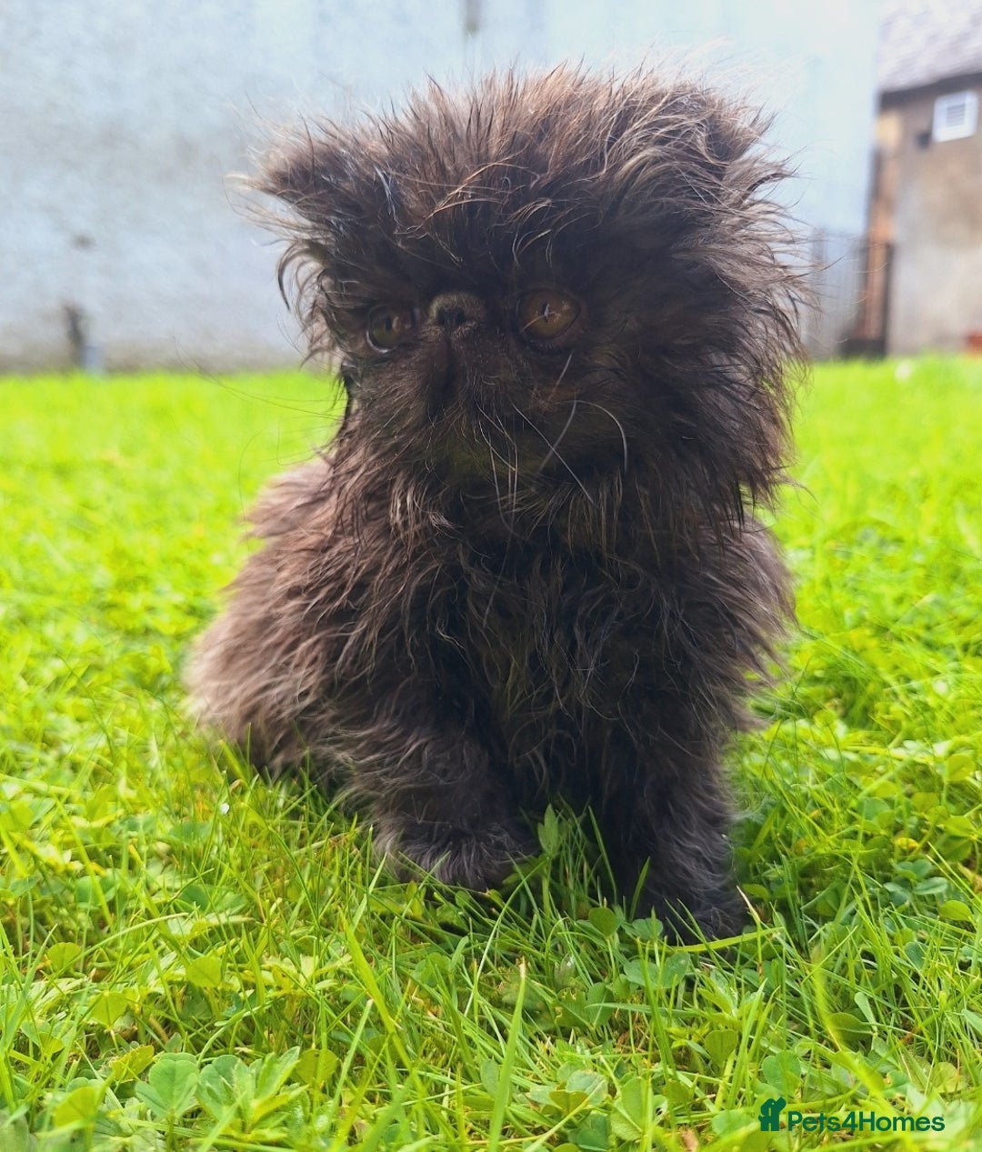 Persian cats for sale: Adorable Pure persian kitten  - Image 6