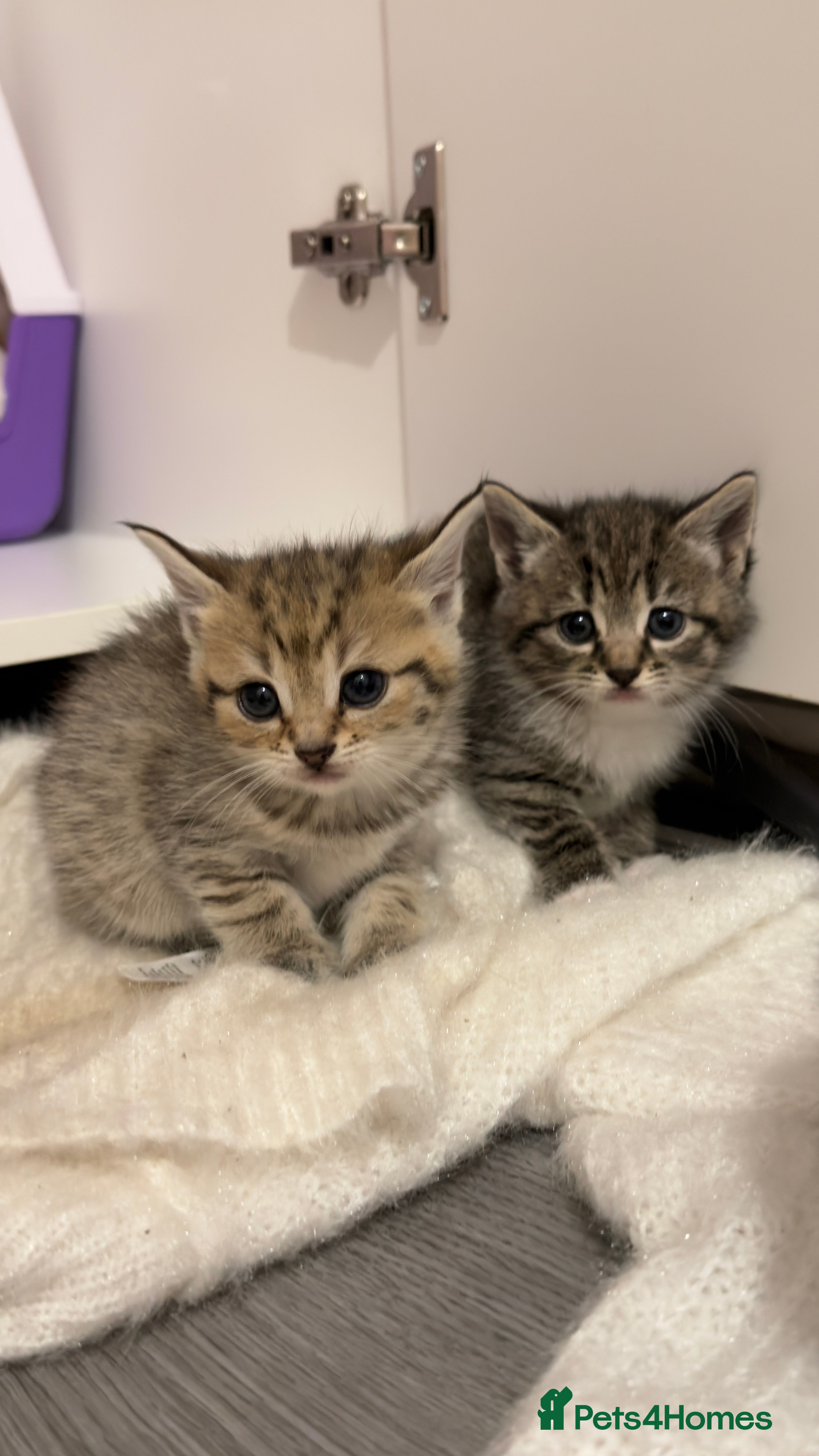 Mixed Breed cats 6 tortoiseshell/tabby - Advert 1