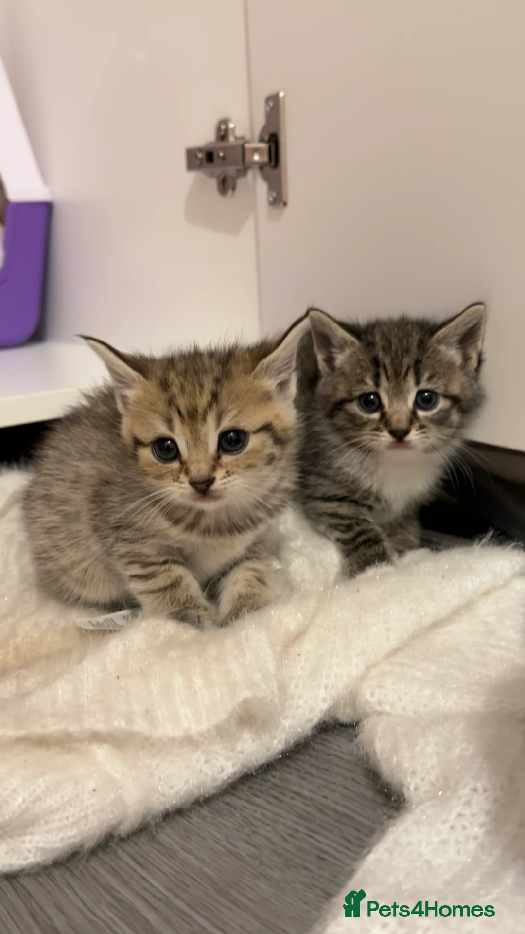 Mixed Breed cats for sale: 6 tortoiseshell/tabby - Advert 1