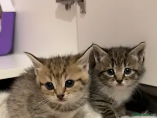 Mixed Breed cats 6 tortoiseshell/tabby - Advert 1