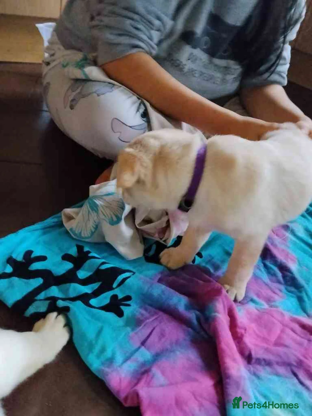 Labrador Retriever dogs for sale: 6 Yellow/Black Labrador Retrievers - Advert 5