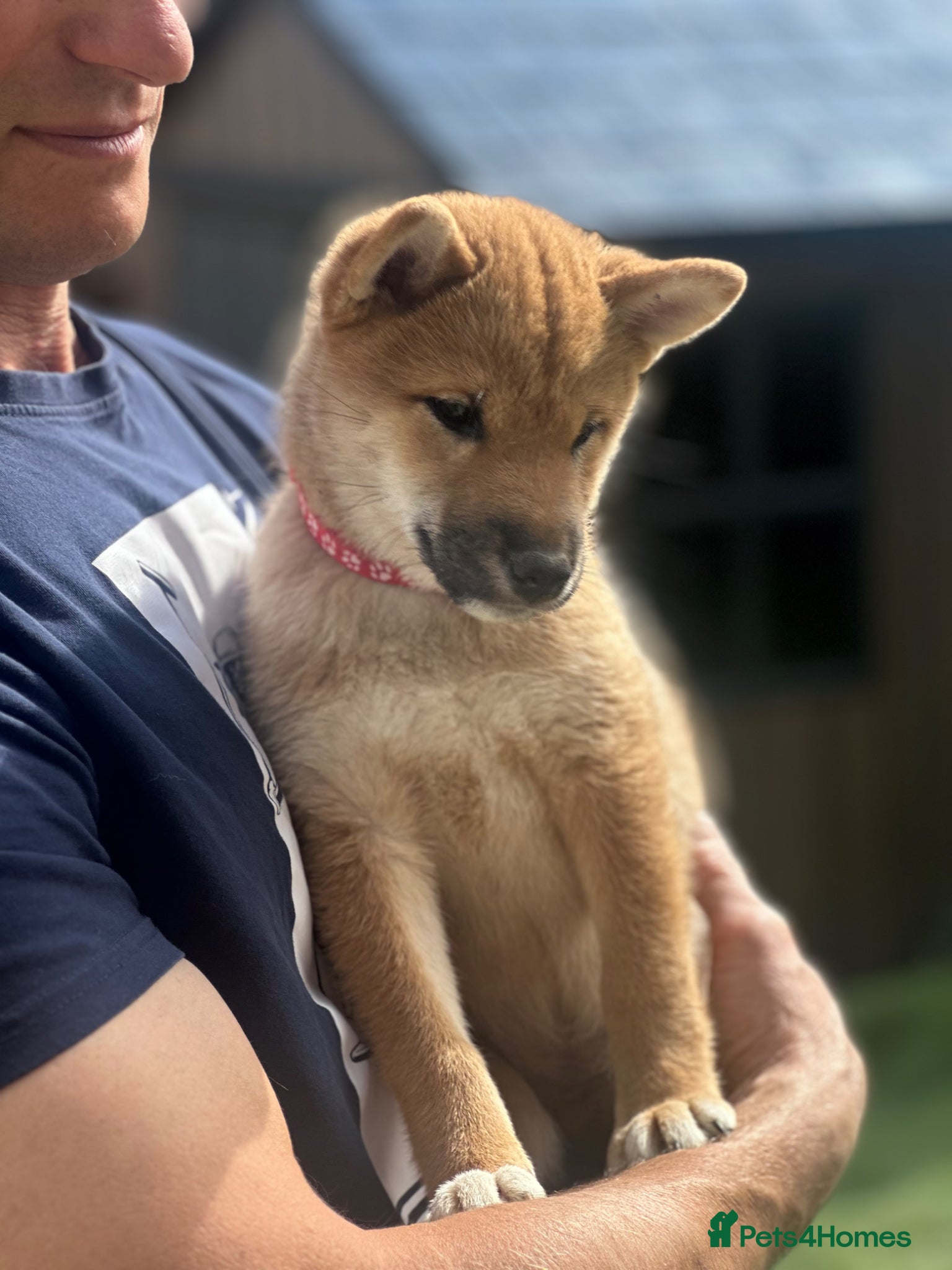 Japanese Shiba Inu dogs for sale: KC-Certified Shiba Inu puppies. 100% Pure blooded. - Advert 5