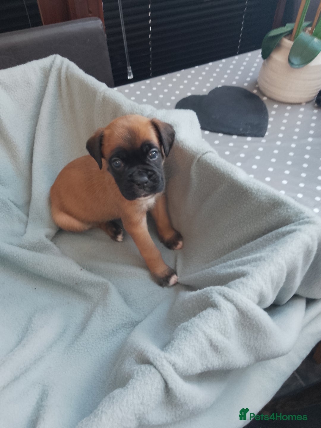 Boxer dogs for sale: Boxer Puppies  - Advert 3