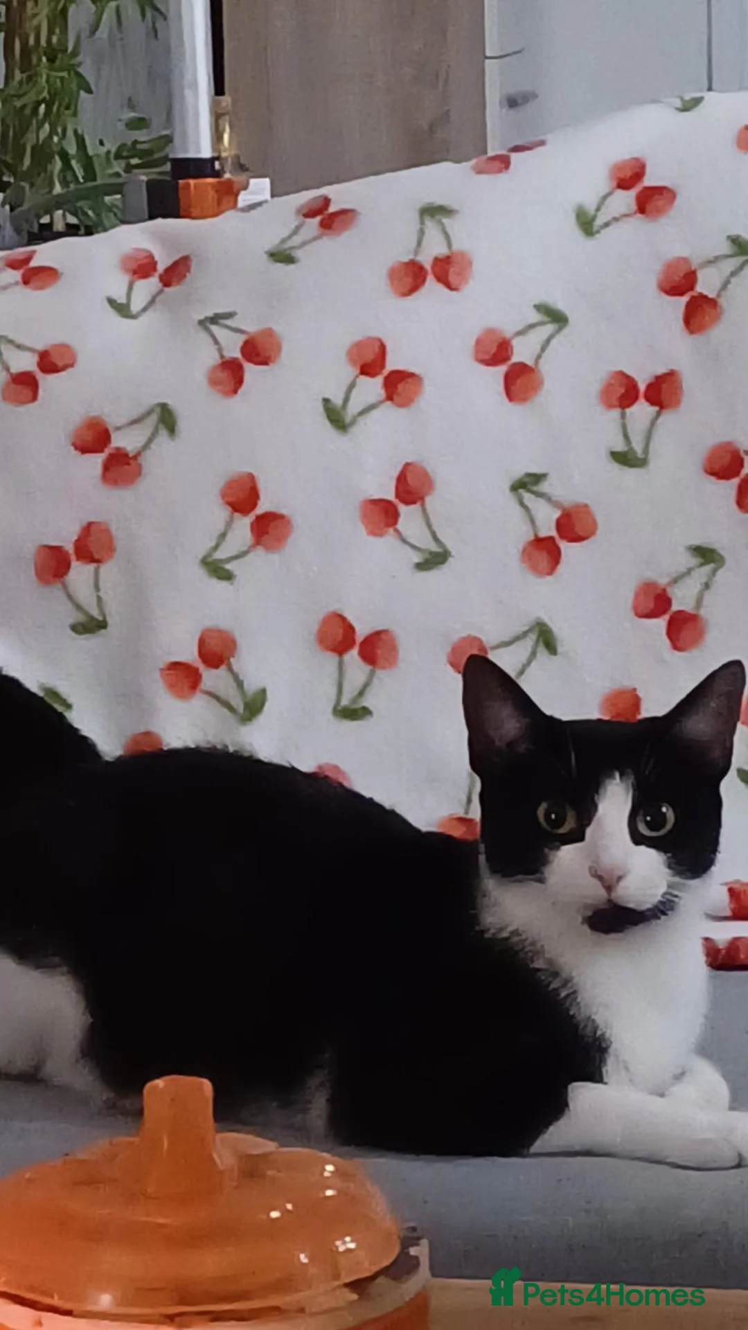British Shorthair cats for sale: Female tuxedo cat - Advert 7