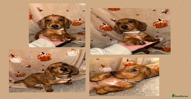 Miniature Dachshund dogs - Advert 9