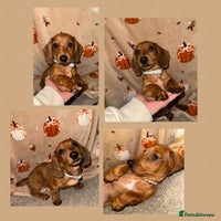 Miniature Dachshund dogs - Advert 2
