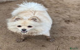 Pomchi dogs for sale: Prince  - Image 2