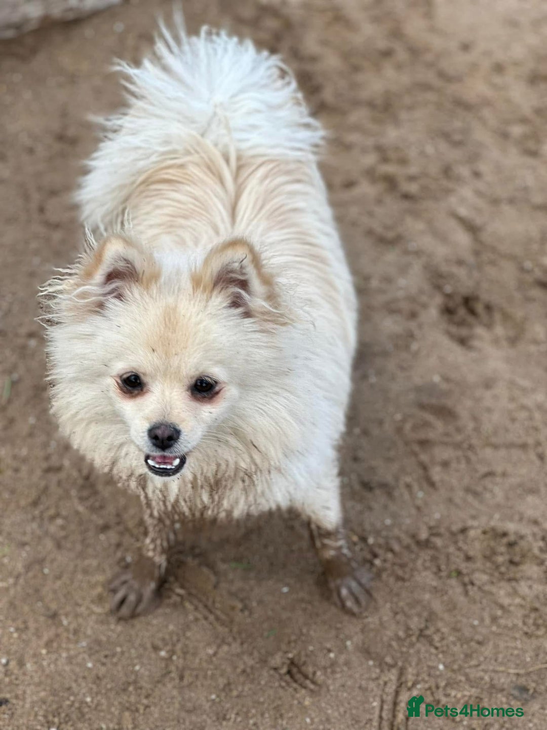 Pomchi dogs for sale: Prince  - Image 2