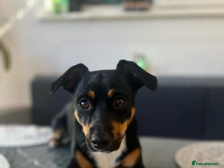 Jack Russell dogs Jack Russel Terier for stud - Advert 11