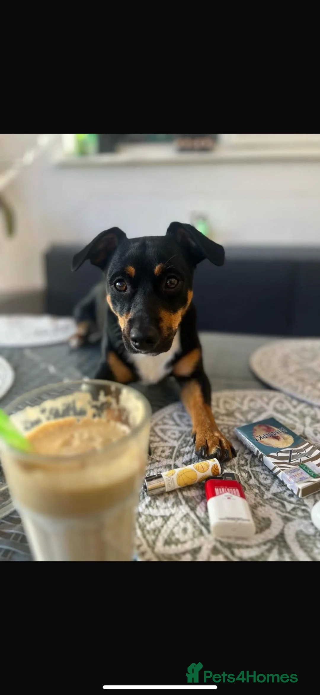 Jack Russell dogs for stud: Jack Russel Terier for stud  - Advert 1