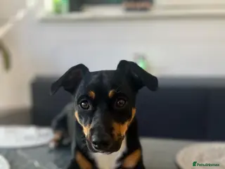 Jack Russell dogs Jack Russel Terier for stud - Advert 16