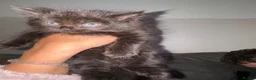 Mixed Breed cats for sale: 4 gorgeous mixed kittens available  - Advert 19