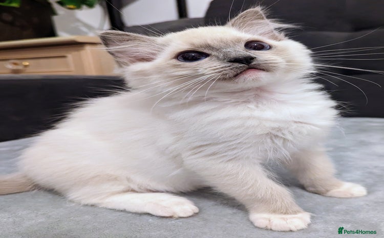 Ragdoll cats - Advert 7