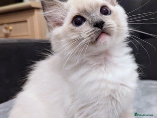 Ragdoll cats - Advert 9