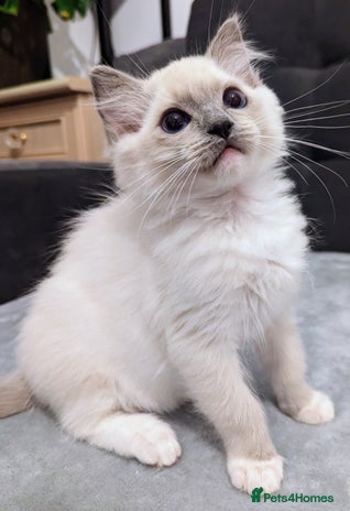 Ragdoll cats - Advert 7