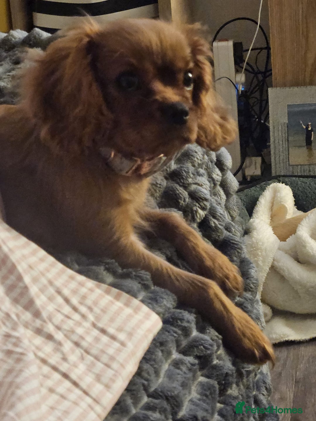 Female Ruby Cavalier King Charles Spaniel for sale in Bristol Pets4Homes