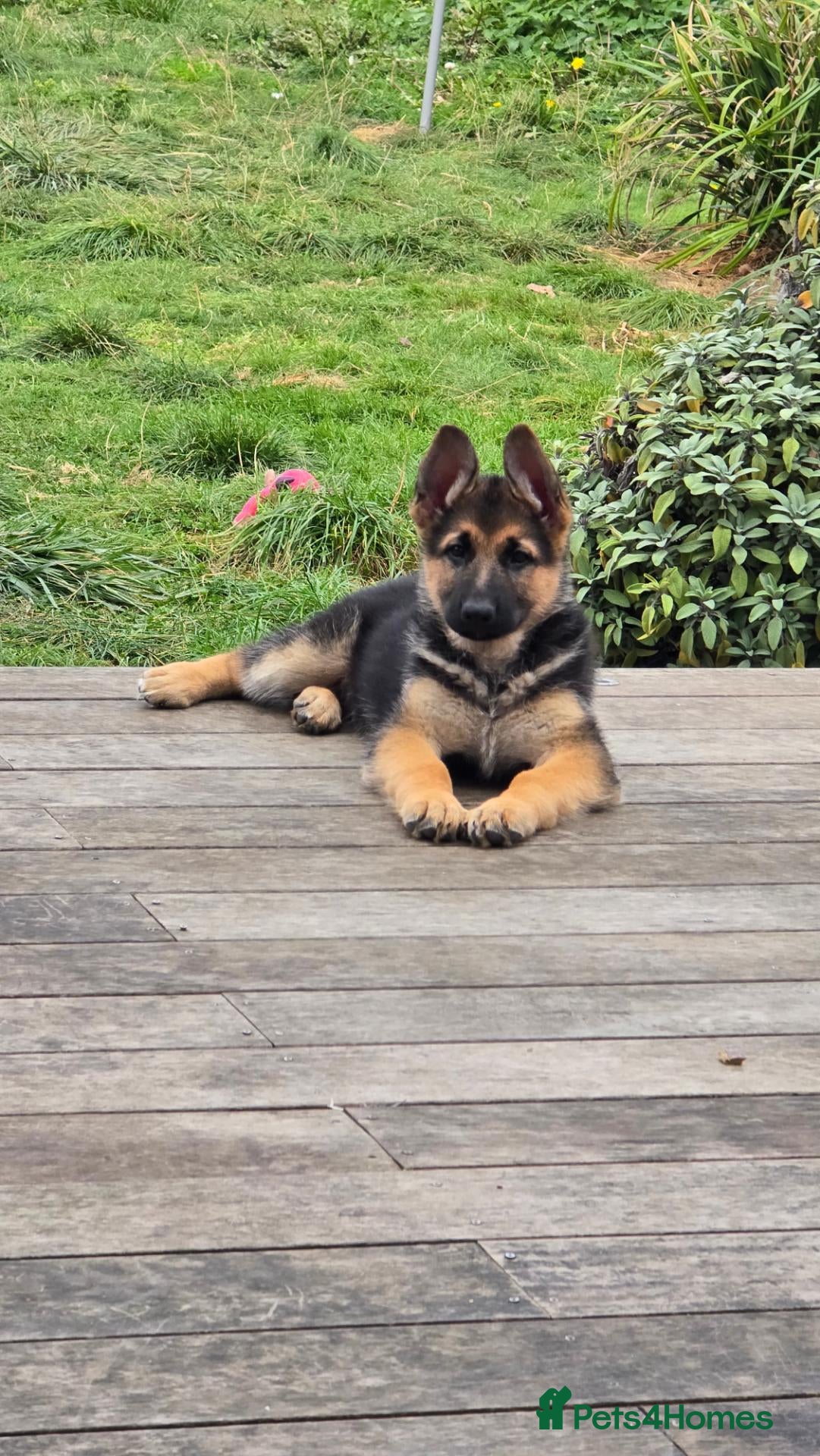 German Shepherd dogs  BEAUTIFUL GERMAN SHEPHERD PUPPIES(4 girs) - Advert 2
