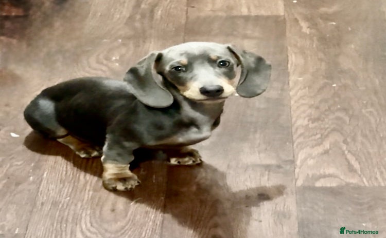 Miniature Dachshund dogs - Advert 12